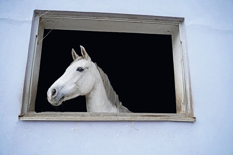 Photo shooting with white horse in a window of the riding stable by Babetts Bildergalerie