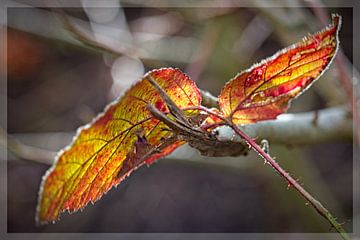 Herfstkleuren van Rob Boon