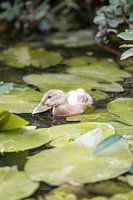 Duckling in a pond surrounded by water lilies