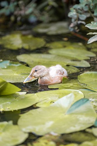 Duckling in a pond surrounded by water lilies