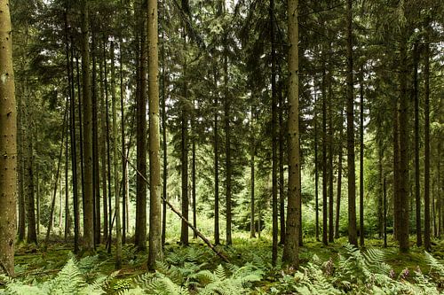 Varens tussen de hoge bomen
