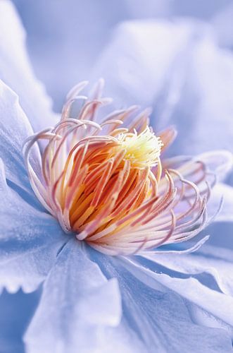 Clematis