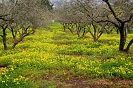 Geel groen voorjaar van Jim van Iterson thumbnail
