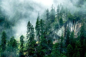 Mytische mist komt op uit het bos van EJH Photography