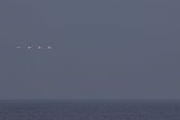 Zwanen boven zee