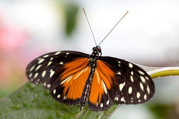 Oranje passievlinder; close-up van een vlinder van Linda Heilmann