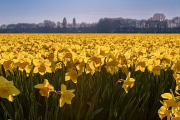 Field full of daffodils by Alex Hoeksema