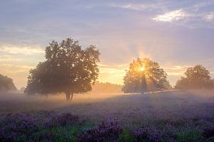 Nebel bei Sonnenuntergang