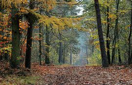 Forest - Afferden by Guus Rameckers