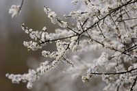 Witte bloesem van de sleedoorn