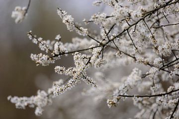 White blossom of blackthorn by Janny Beimers