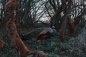 The peacock forest van Elianne van Turennout