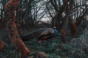 The peacock forest by Elianne van Turennout