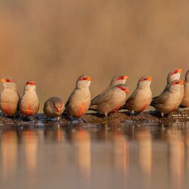 Oiseaux buveurs sur Arjen Heeres