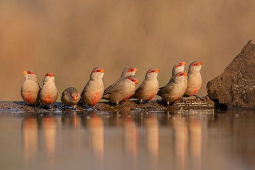 Drinkende vogels