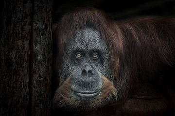 Orang-outan femelle triste et sage regarde de face avec sa tête appuyée contre un arbre fond noir, é