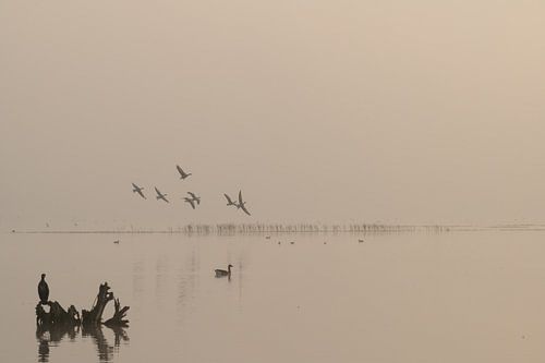 Vögel im Nebel