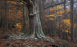 Beautiful Beech in the Montseny Natural Park, Catalonia by PhotoCluster