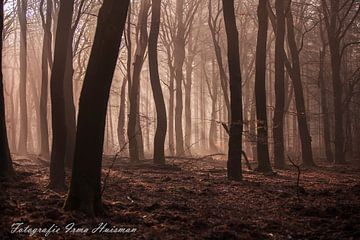 Sprookjes bos van Irma Huisman