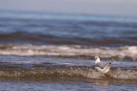 Möwe von Klaus-Dieter Schulze