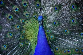 Bunter Pfau von Frank's Awesome Travels