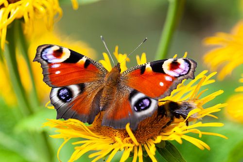 Un paon et une abeille sur une fleur