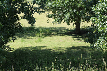 het weiland