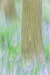 Impressionistisch bos van Gonnie van de Schans