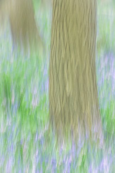 an impressionistic forest by Gonnie van de Schans