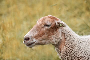 Mouton sur Adri Rovers