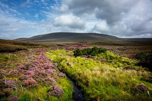 Bloeiende heide op het Ierse veen