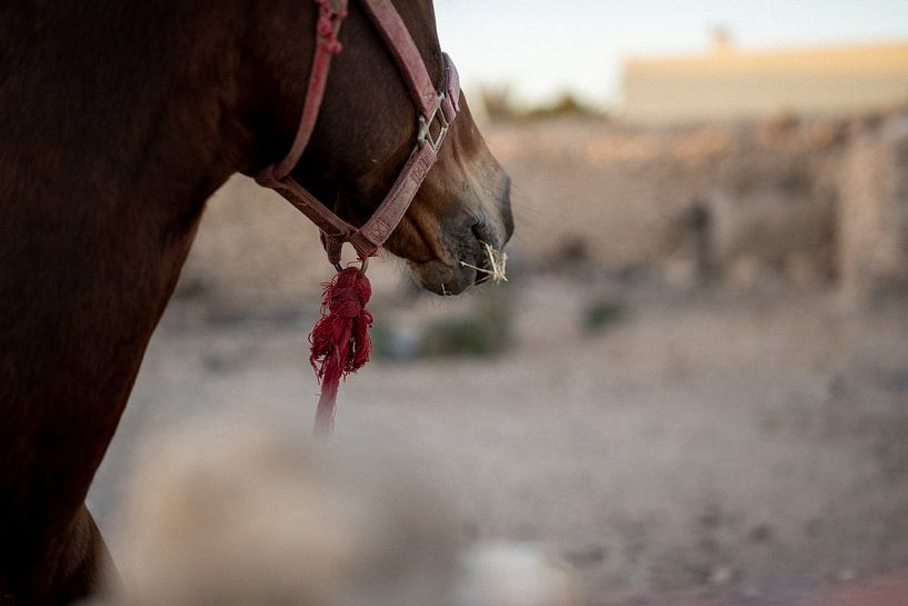 Horse close-up by Valerie Visschedijk - Reisfotografie