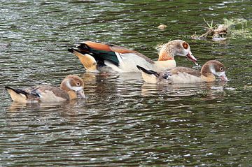 Nijlgans met 2 kuikens