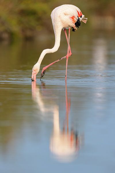 Pink flamingo (Phoenicopterus roseus) by Dirk Rüter