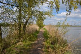 Biesbosch wandeldijk van Hans Janssen