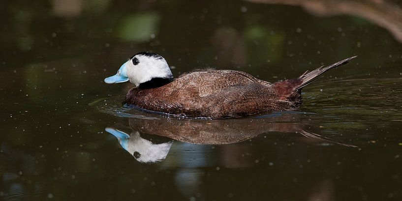 Weißkopf-Ruderente : Zoo Blijdorp von Loek Lobel