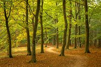 Een prachtige dag in het bos