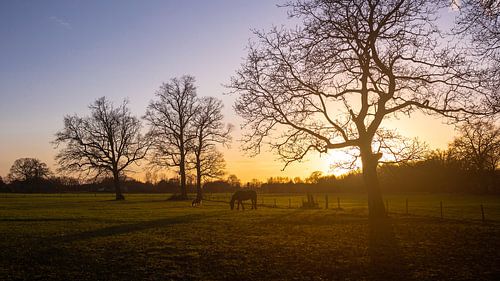 Horses in the meadow, autumn in Markelo
