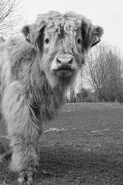 de schotse hooglander