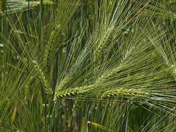 unripe barley by Timon Schneider