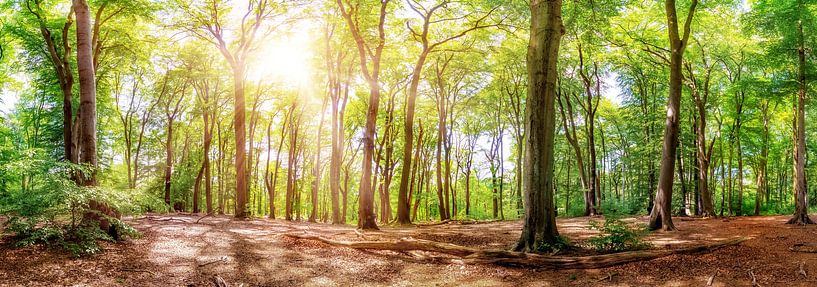 Beautiful forest in summer with large trees and autumn leaves in the light of the sun by Günter Albers