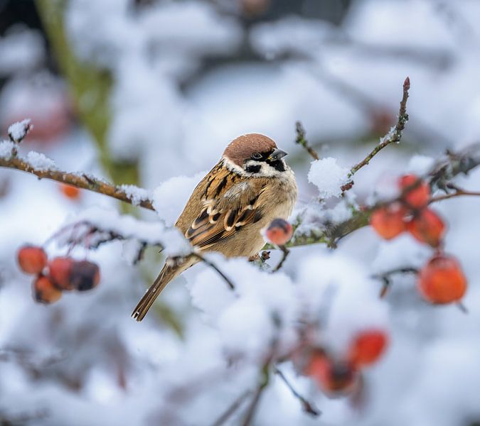 Gros plan d'un moineau friquet sur un arbre couvert de neige par ManfredFotos