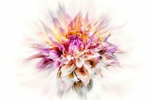 Magnificent Dahlia