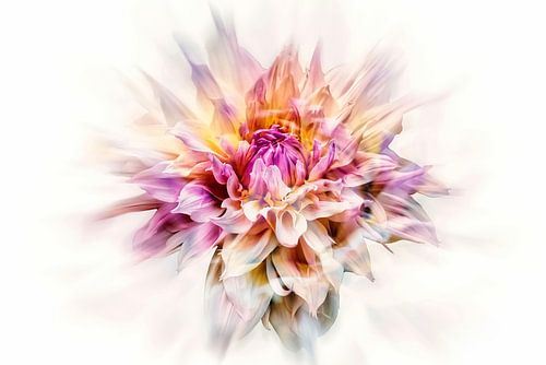 Prachtige Dahlia