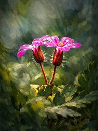 Géranium sauvage