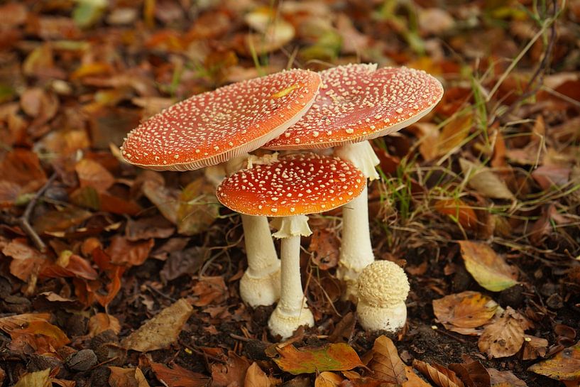 Agaric de la mouche par Madeltijntje