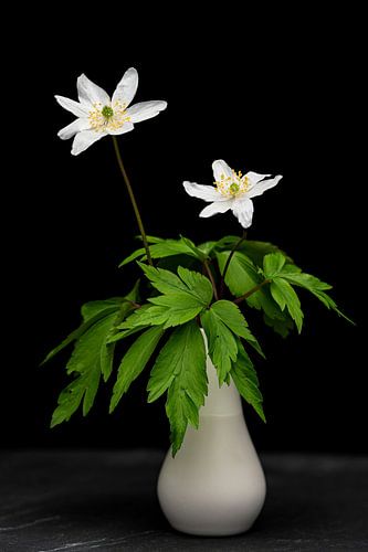 Stilleven II - Anemoon Duo