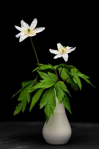 Stillleben II - Buschwindröschen Duo von Uwe Ulrich Grün