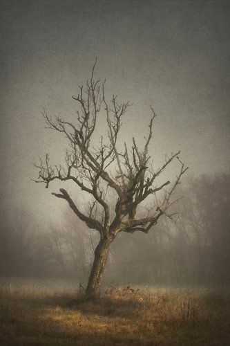 Solitary Tree