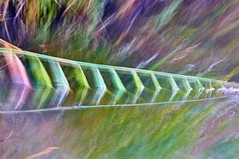 Riet ontmoet water van Johan Kalthof